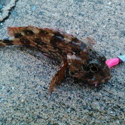 浜名湖 ライトゲーム