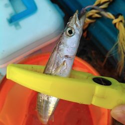 浜名湖 ライトゲーム