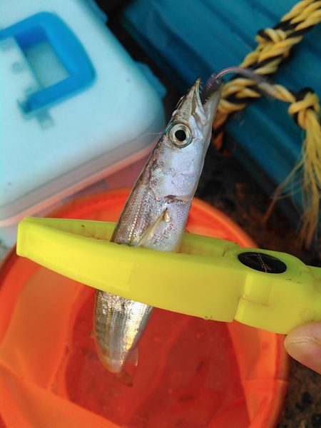 浜名湖 ライトゲーム