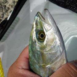 キビレ・モジャコ