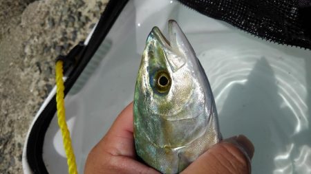 キビレ・モジャコ