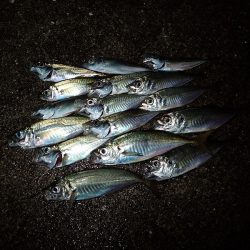 夢中になる豆アジング!