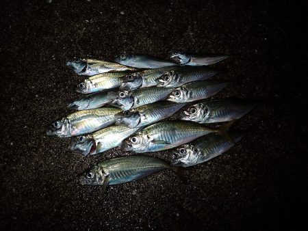 夢中になる豆アジング!