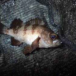 アジングのち豆アジング!