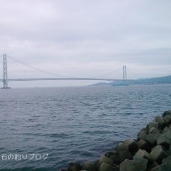 サヨリとクロダイ。