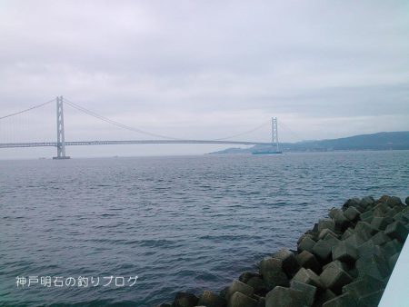 サヨリとクロダイ。