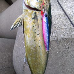 ダイソージグでもペンペン