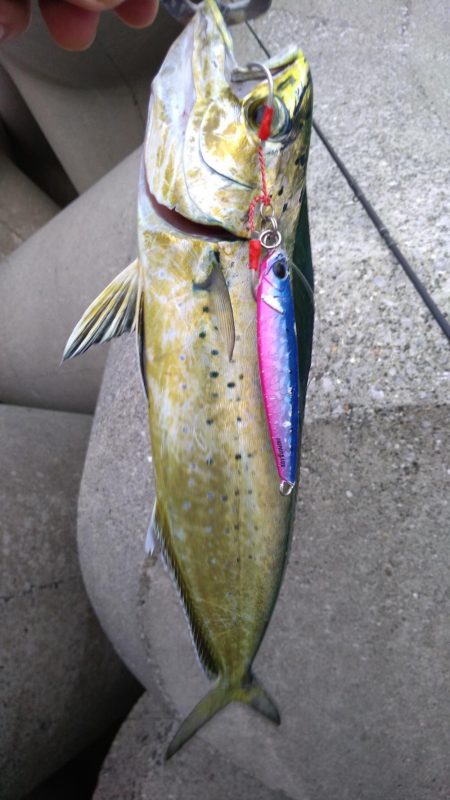 ダイソージグでもペンペン