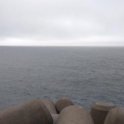 カマスのちペンペンシイラ