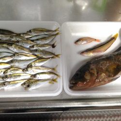 船釣りが出来なかったので舞鶴親海公園にて