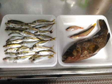 船釣りが出来なかったので舞鶴親海公園にて