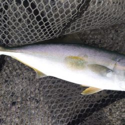 ショアジギ3目釣り