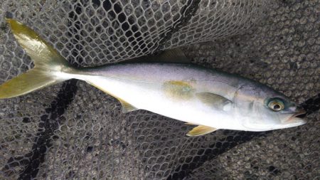 ショアジギ3目釣り