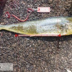 てるちゃん渡船