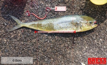 てるちゃん渡船