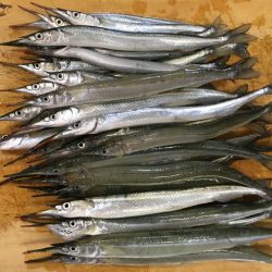 武庫川尻のサヨリ釣り開幕