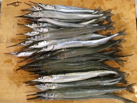 武庫川尻のサヨリ釣り開幕