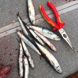 へいみつ丸 釣果