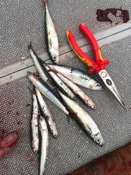 へいみつ丸 釣果