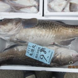 大進丸(新潟) 釣果