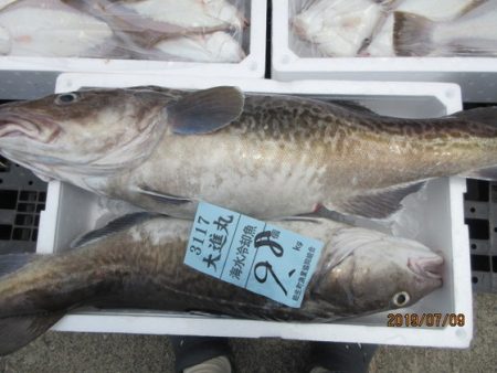 大進丸(新潟) 釣果