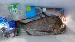 まこと渡船 釣果