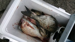 まこと渡船 釣果