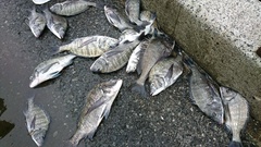 まこと渡船 釣果