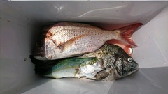 まこと渡船 釣果