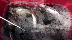 まこと渡船 釣果