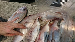 まこと渡船 釣果