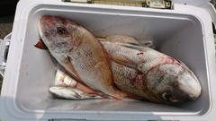 まこと渡船 釣果