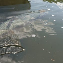 フィッシングレイクたかみや 釣果