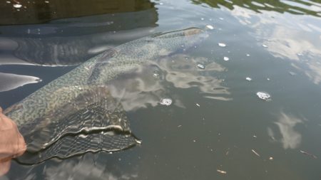 フィッシングレイクたかみや 釣果