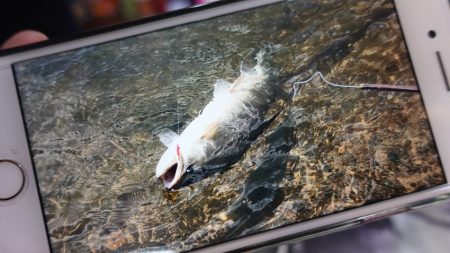 フィッシングレイクたかみや 釣果