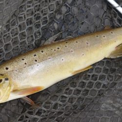 フィッシングレイクたかみや 釣果