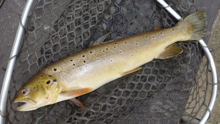 フィッシングレイクたかみや 釣果