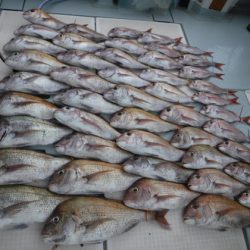 遊漁船 幸友丸 釣果