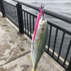 レイズの水平フォールは効果絶大！【シャウト（Shout!）レイズ　インプレッション】