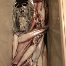 イカメタル大会2日連続【モコ氏連載 vol.7】