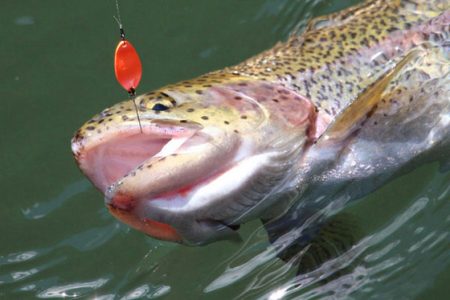 小菅トラウトガーデン 釣果