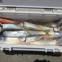 大進丸(新潟) 釣果