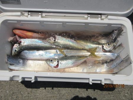 大進丸(新潟) 釣果