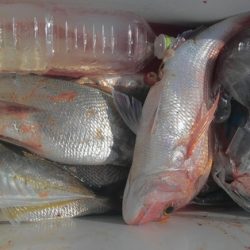 遊漁船 新鋭丸 釣果