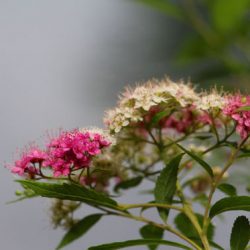 小菅トラウトガーデン 釣果