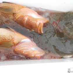 こうゆう丸 釣果