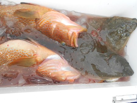 こうゆう丸 釣果