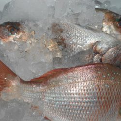 こうゆう丸 釣果