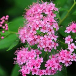 小菅トラウトガーデン 釣果