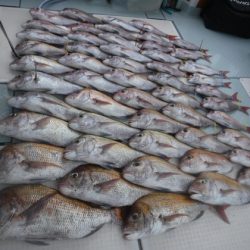 遊漁船 幸友丸 釣果